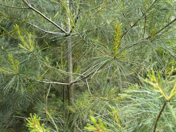 Lighter green tips of white pine branches with darker green closer to the trunk.